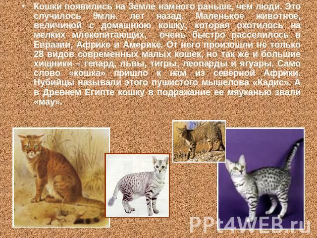 Кошки появились на Земле намного раньше, чем люди. Это случилось 9млн. лет назад. Маленькое животное, величиной с домашнюю кошку, которая охотилось на мелких млекопитающих, очень быстро расселилось в Евразии, Африке и Америке. От него произошли не т…