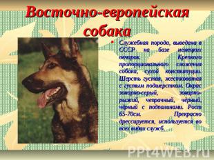 Восточно-европейская собака Служебная порода, выведена в СССР на базе немецких о