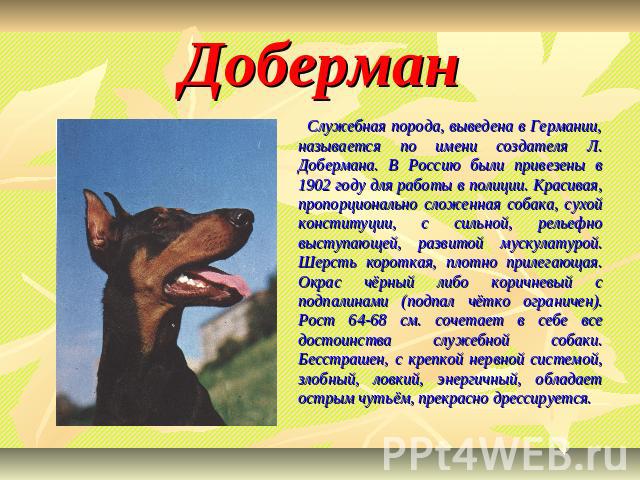 Доберман Служебная порода, выведена в Германии, называется по имени создателя Л. Добермана. В Россию были привезены в 1902 году для работы в полиции. Красивая, пропорционально сложенная собака, сухой конституции, с сильной, рельефно выступающей, раз…