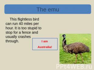 The emu This flightless bird can run 40 miles per hour. It is too stupid to stop