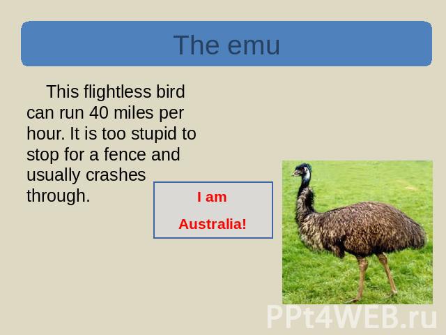 The emu This flightless bird can run 40 miles per hour. It is too stupid to stop for a fence and usually crashes through. I amAustralia!