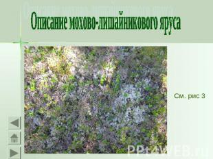 Описание мохово-лишайникового яруса См. рис 3