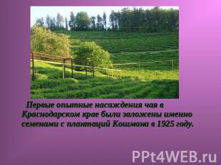 Первые опытные насаждения чая в Краснодарском крае были заложены именно семенами