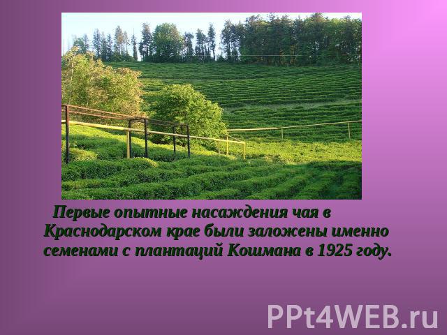 Первые опытные насаждения чая в Краснодарском крае были заложены именно семенами с плантаций Кошмана в 1925 году.