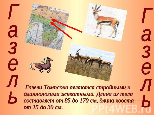 Газели Томпсона являются стройными и длинноногими животными. Длина их тела составляет от 85 до 170 см, длина хвоста — от 15 до 30 см.