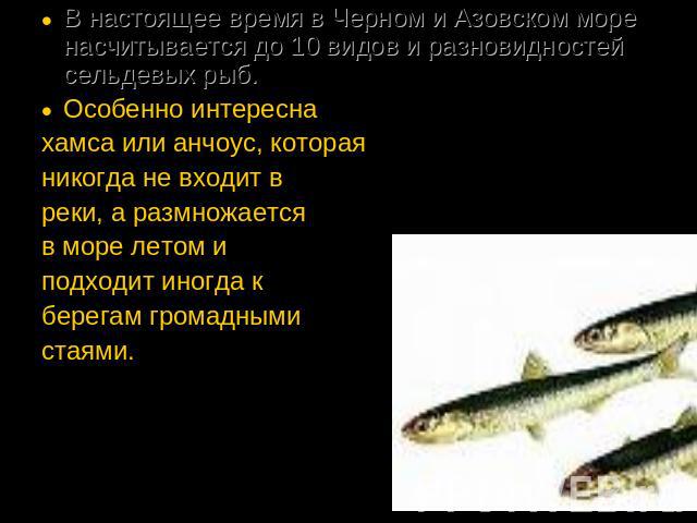 В настоящее время в Черном и Азовском море насчитывается до 10 видов и разновидностей сельдевых рыб. Особенно интересна хамса или анчоус, которая никогда не входит в реки, а размножается в море летом и подходит иногда к берегам громадными стаями.