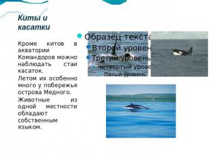 Киты и касатки Кроме китов в акватории Командоров можно наблюдать стаи касаток.