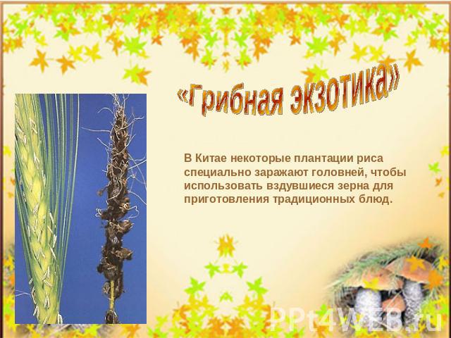 «Грибная экзотика» В Китае некоторые плантации риса специально заражают головней, чтобы использовать вздувшиеся зерна для приготовления традиционных блюд.