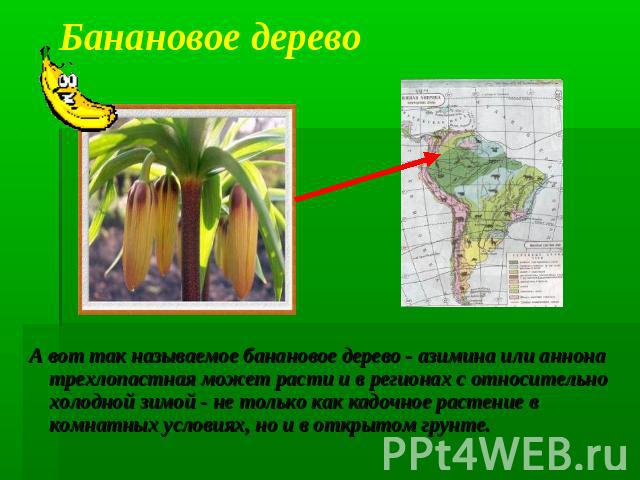 Банановое дерево А вот так называемое банановое дерево - азимина или аннона трехлопастная может расти и в регионах с относительно холодной зимой - не только как кадочное растение в комнатных условиях, но и в открытом грунте.