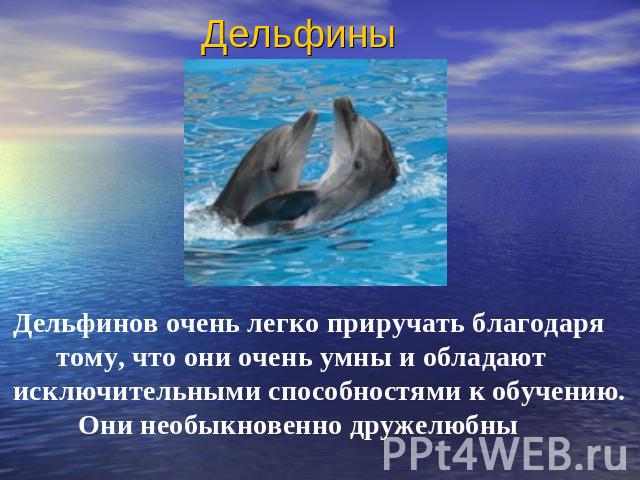 Дельфины Дельфинов очень легко приручать благодаря тому, что они очень умны и обладают исключительными способностями к обучению. Они необыкновенно дружелюбны