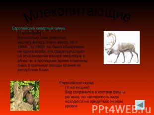 Млекопитающие Европейский северный олень ( I категория) Изначально этих животных