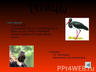 Птицы Аист чёрный( I категория)За последние 100 лет вид наблюдался не более 10 р