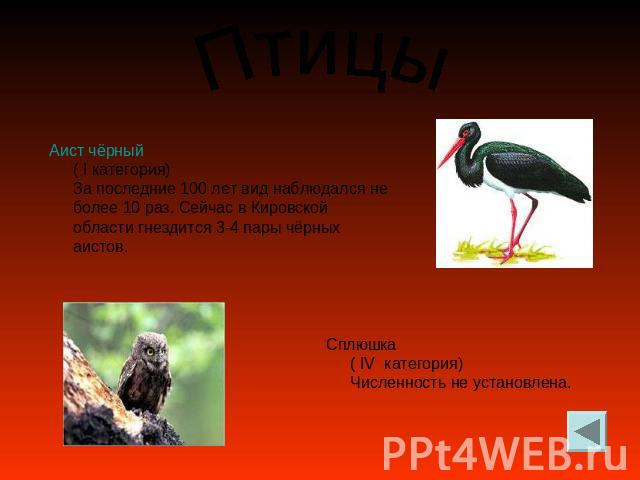 Птицы Аист чёрный( I категория)За последние 100 лет вид наблюдался не более 10 раз. Сейчас в Кировской области гнездится 3-4 пары чёрных аистов. Сплюшка( IV категория)Численность не установлена.