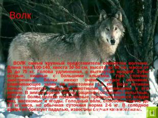 Волк ВОЛК самый крупный представитель семейства волчьих. Длина тела 100-140, хво