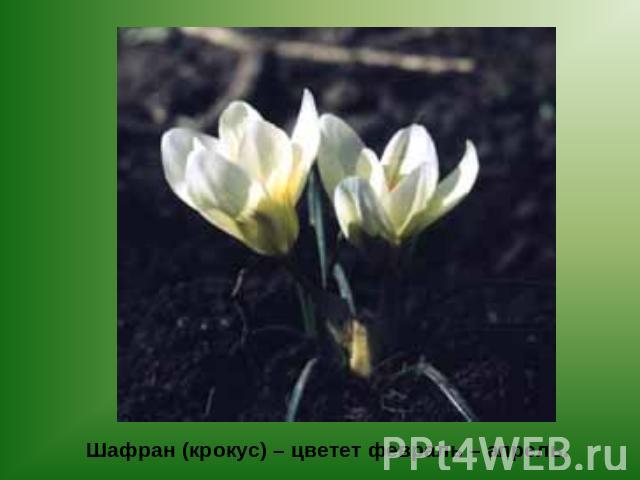 Шафран (крокус) – цветет февраль – апрель.
