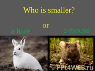 Who is smaller? or a hare a mouse
