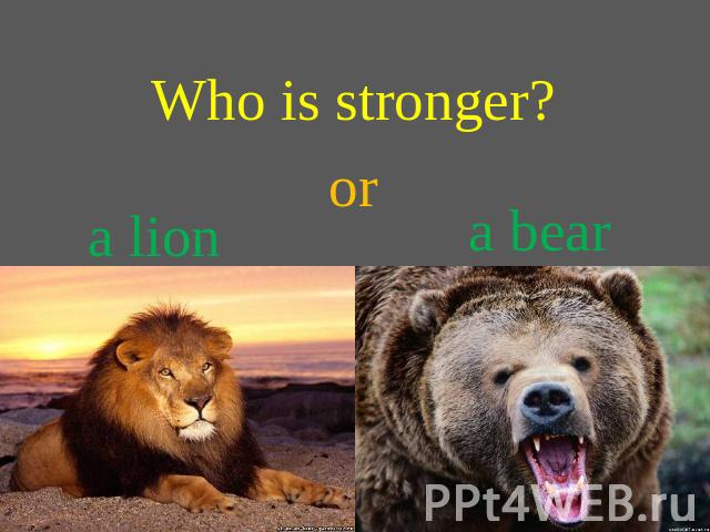 Who is stronger? or a lion a bear