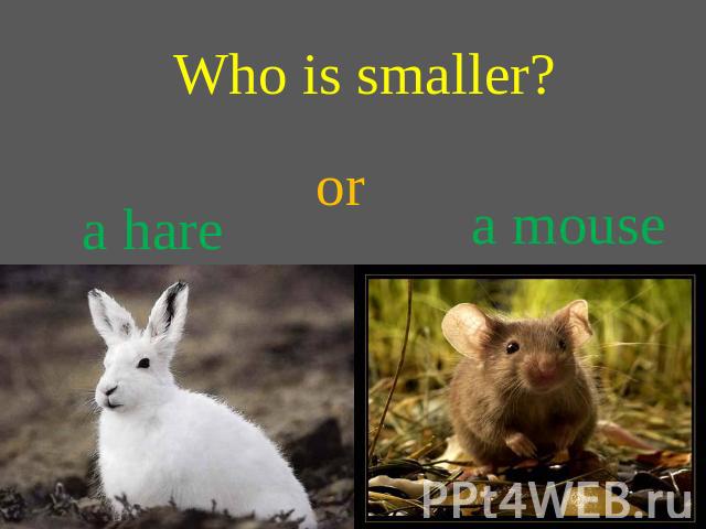 Who is smaller? or a hare a mouse