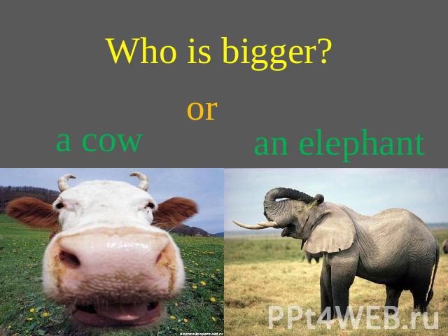 Who is bigger? or a cow an elephant