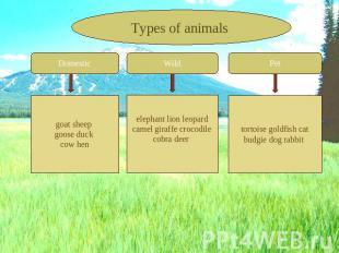 Types of animals Domestic goat sheep goose duck cow hen Wild elephant lion leopa