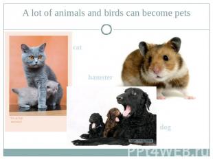 A lot of animals and birds can become pets cat hamster dog