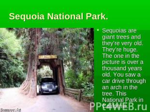 Sequoia National Park. Sequoias are giant trees and they’re very old. They’re hu