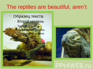 The reptiles are beautiful, aren’t they?
