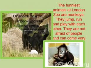 The funniest animals at London Zoo are monkeys. They jump, run and play with eac