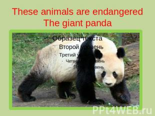 These animals are endangeredThe giant panda