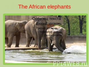 The African elephants