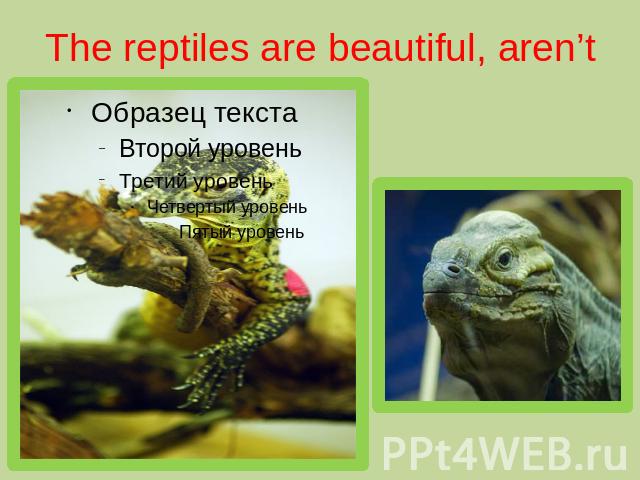 The reptiles are beautiful, aren’t they?
