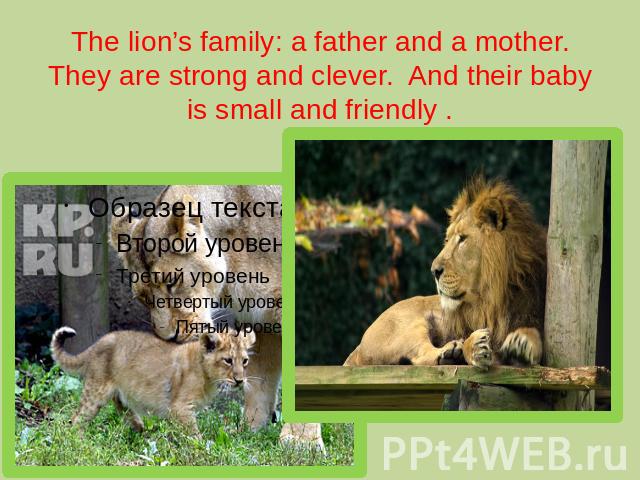 The lion’s family: a father and a mother. They are strong and clever. And their baby is small and friendly .