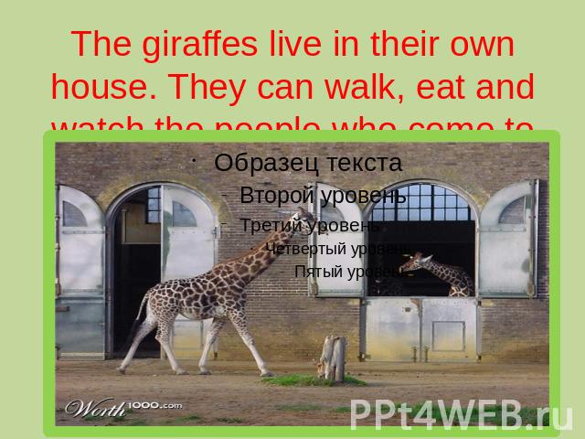 The giraffes live in their own house. They can walk, eat and watch the people who come to watch them