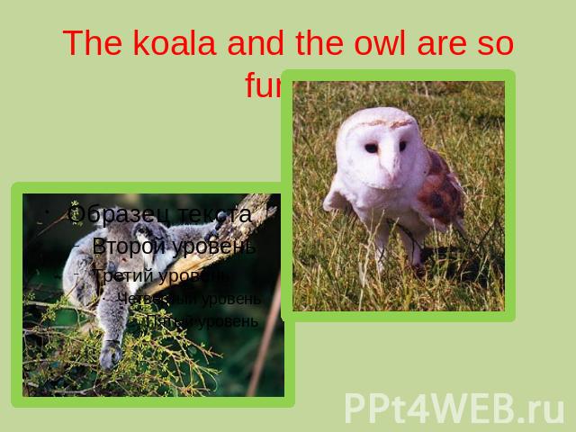 The koala and the owl are so funny