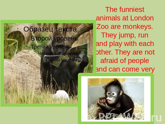 The funniest animals at London Zoo are monkeys. They jump, run and play with each other. They are not afraid of people and can come very close to them.