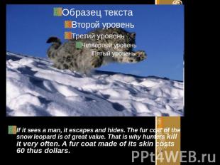 If it sees a man, it escapes and hides. The fur coat of the snow leopard is of g