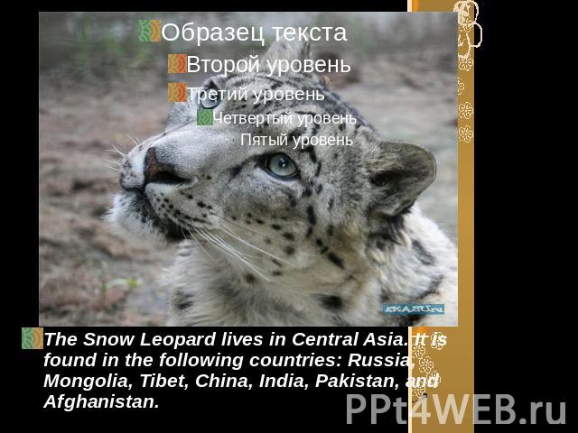The Snow Leopard lives in Central Asia. It is found in the following countries: Russia, Mongolia, Tibet, China, India, Pakistan, and Afghanistan.
