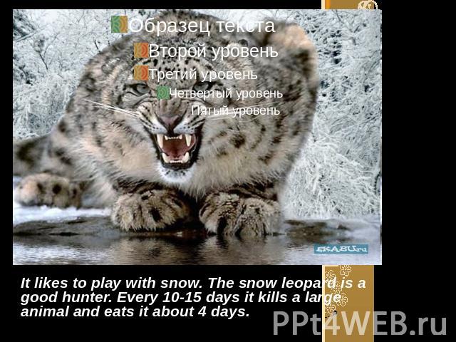 It likes to play with snow. The snow leopard is a good hunter. Every 10-15 days it kills a large animal and eats it about 4 days.