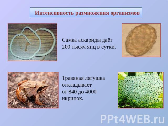 Интенсивность размножения организмов Самка аскариды даёт 200 тысяч яиц в сутки. Травяная лягушка откладывает от 840 до 4000 икринок.