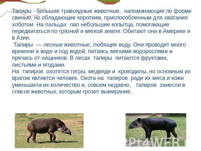Тапиры - большие травоядные животные, напоминающие по форме свинью, но обладающие коротким, приспособленным для хватания хоботом. На пальцах лап небольшие копытца, помогающие передвигаться по грязной и мягкой земле. Обитают они в Америке и в Азии. Т…
