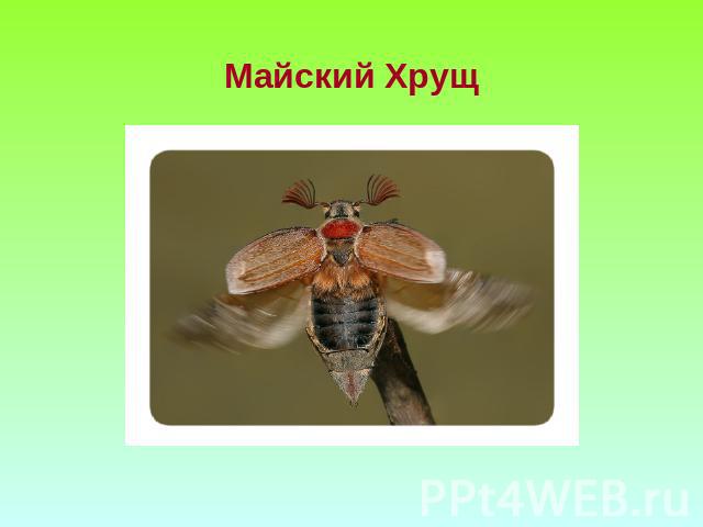 Майский Хрущ