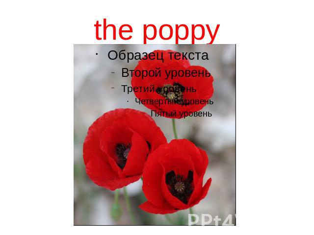 the poppy