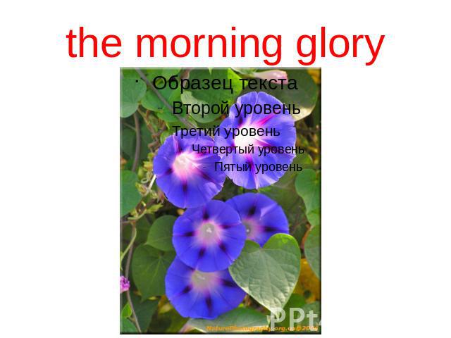 the morning glory