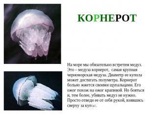 КОРНЕРОТНа море мы обязательно встретим медуз. Это – медуза корнерот, самая круп