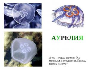 АУРЕЛИЯА это – медуза аурелия. Она маленькая и не ядовитая. Правда,похожа на жел