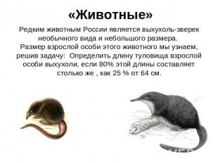 «Животные» Редким животным России является выхухоль-зверек необычного вида и неб