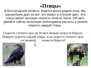 «Птицы» В Белгородской области водится много редких птиц. Мы рассмотрим двух из