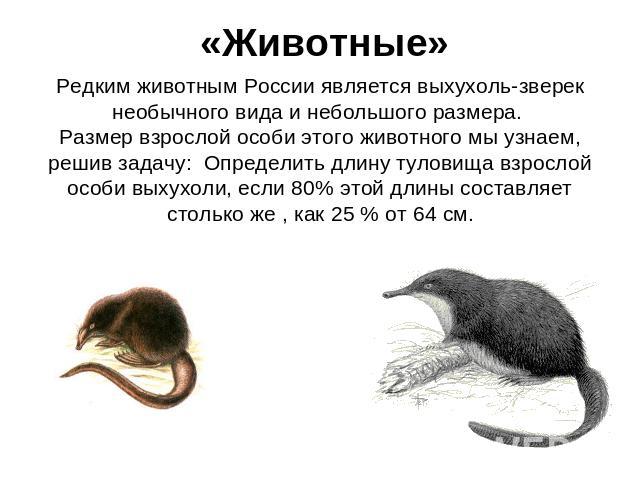 «Животные» Редким животным России является выхухоль-зверек необычного вида и небольшого размера. Размер взрослой особи этого животного мы узнаем, решив задачу: Определить длину туловища взрослой особи выхухоли, если 80% этой длины составляет столько…