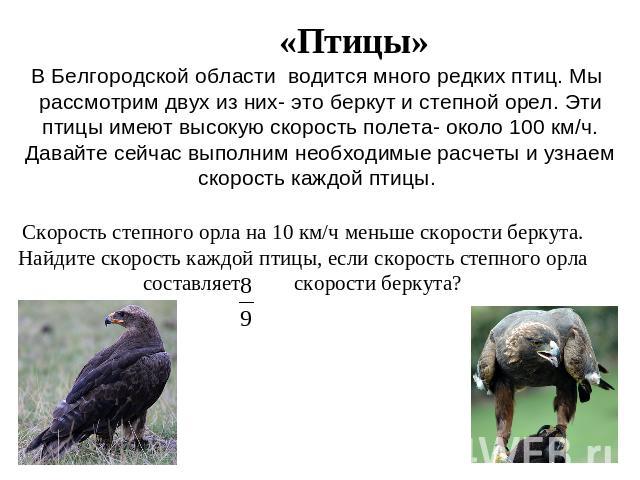 «Птицы» В Белгородской области водится много редких птиц. Мы рассмотрим двух из них- это беркут и степной орел. Эти птицы имеют высокую скорость полета- около 100 км/ч. Давайте сейчас выполним необходимые расчеты и узнаем скорость каждой птицы. Скор…