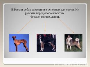 В России собак разводили в основном для охоты. Из русских пород особо известны б